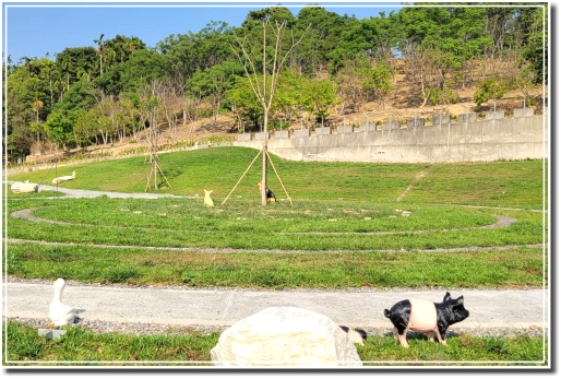 圖片：寵物灑葬區:豬與鴨造景